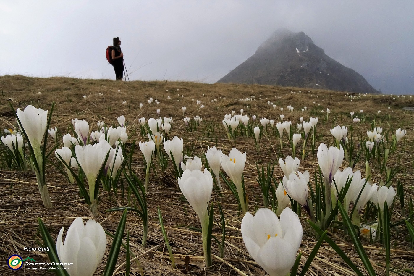 22 Zafferano maggiore (Crocus vernus).JPG